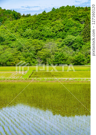 Rice fields in Satoyama after rice planting has been completed. Sotogahama Town, Aomori, Japan Rice fields in Satoyama after rice planting has been completed. Sotogahama Town, Aomori, Japan 127160120
