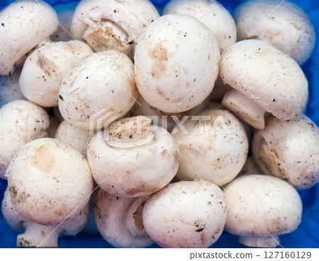 Champignons in a blue plastic container. 127160129