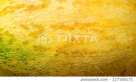 The vegetable Melon. 127160175