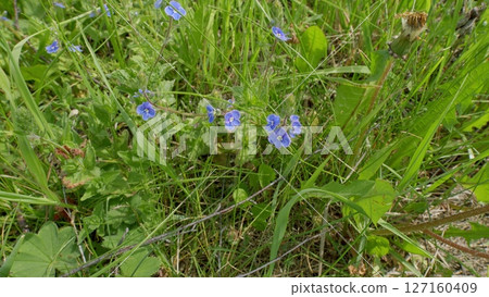 Stunning and Beautiful Tiny Blue Wildflowers Amidst Lush Green Grass and Foliage Stunning and Beautiful Tiny Blue Wildflowers Amidst Lush Green Grass and Foliage 127160409