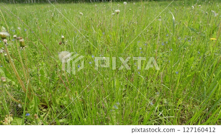 A beautiful, lush meadow adorned with bright dandelions and various wildflowers A beautiful, lush meadow adorned with bright dandelions and various wildflowers 127160412