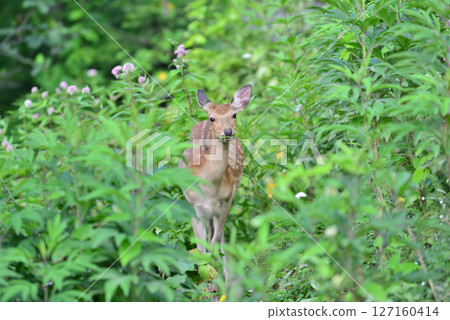 Yezo deer I met in the forest Yezo deer I met in the forest 127160414