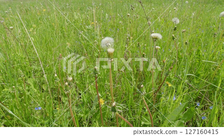 A Beautiful Meadow adorned with Dandelions and colorful Wildflowers in full bloom 127160415