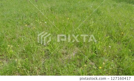 A Beautiful, Vibrant Green Grass Field Adorned with Colorful Wildflowers Under the Daylight 127160417