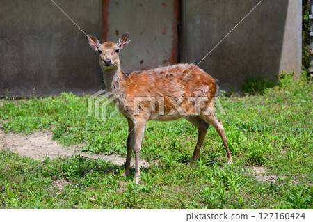 A wary baby deer A wary baby deer 127160424