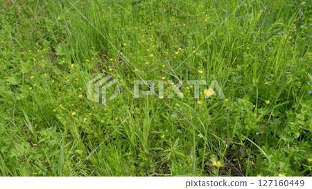 A Lush and Vibrant Meadow Filled with Beautiful Yellow Wildflowers in Their Full Bloom A Lush and Vibrant Meadow Filled with Beautiful Yellow Wildflowers in Their Full Bloom 127160449