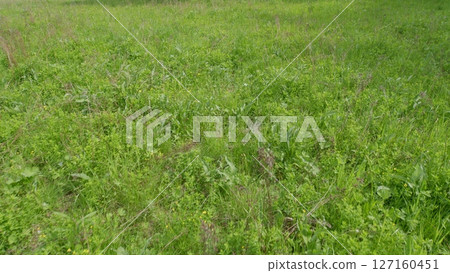 A beautiful, lush green meadow filled with a diverse range of foliage and vibrant plant life A beautiful, lush green meadow filled with a diverse range of foliage and vibrant plant life 127160451