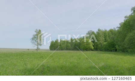 Beautiful green landscape with lush trees, open meadow, and bright blue sky above 127160465