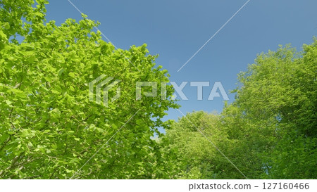The vibrant green foliage thrives beautifully under the clear and bright blue sky above 127160466