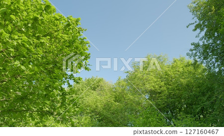 A Serene and Peaceful Canopy of Lush, Vibrant Green Trees Beneath a Clear and Beautiful Sky Above 127160467