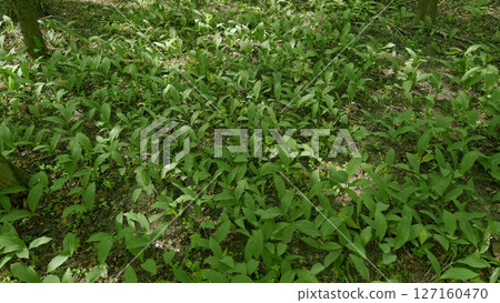 Lush and vibrant green ground cover with dazzling leaves in a thriving forest ecosystem Lush and vibrant green ground cover with dazzling leaves in a thriving forest ecosystem 127160470