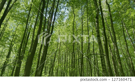A Lush Green Forest Canopy Spreading Out Beautifully Beneath the Bright Blue Sky Above A Lush Green Forest Canopy Spreading Out Beautifully Beneath the Bright Blue Sky Above 127160471