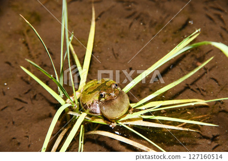 Eastern Japanese tree frog croaking on top of rice seedlings 127160514