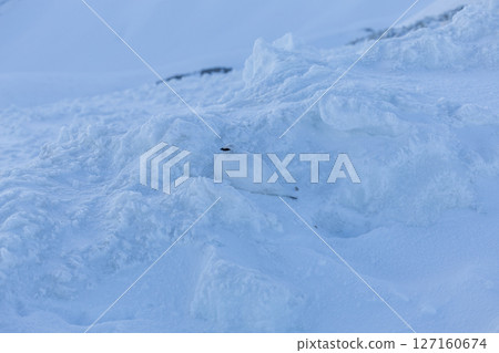 立山白雷鳥與雪融為一體 立山白雷鳥與雪融為一體 127160674