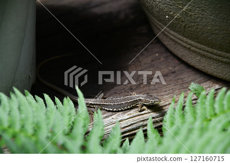 A Japanese grass lizard appears from behind a flowerpot A Japanese grass lizard appears from behind a flowerpot 127160715