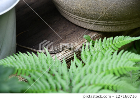 A Japanese grass lizard appears from behind a flowerpot 127160716
