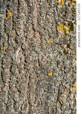 Common ash Common ash 127160720