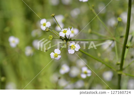 Common water plantain 127160724