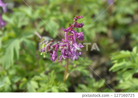Hollowroot 127160725