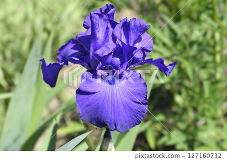 Tall bearded iris Royal Regency Tall bearded iris Royal Regency 127160732