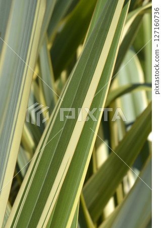 Variegated New Zealand flax Variegated New Zealand flax 127160736