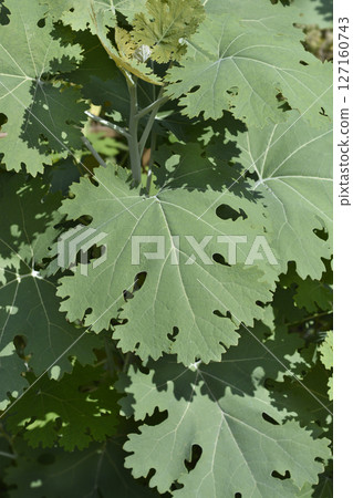 Plume poppy 127160743