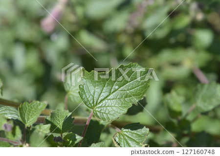 South African Foxglove 127160748