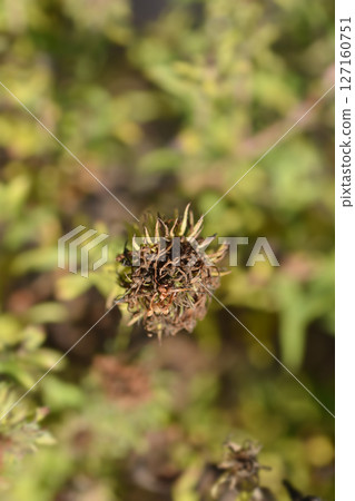 New England aster Andenken an Alma Potschke New England aster Andenken an Alma Potschke 127160751