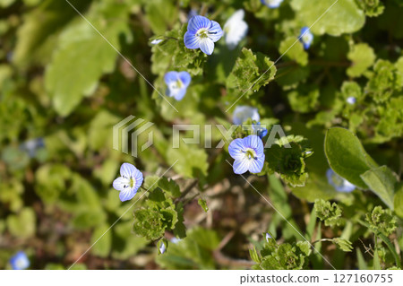 Birdeye speedwell 127160755