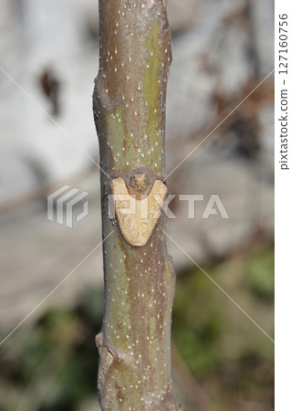 Tree of heaven 127160756