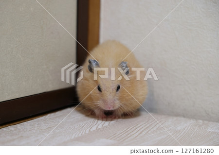 可愛的金倉鼠（Kinkuma） 127161280
