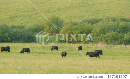 A Grazing Herd of Majestic Bison Roaming in a Beautiful, Scenic Green Pasture Landscape 127161297
