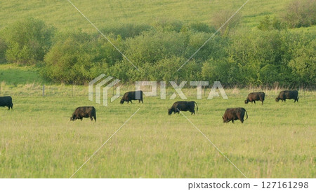 Grazing Cattle in a Serene and Picturesque Pastoral Landscape That Invokes Peace Grazing Cattle in a Serene and Picturesque Pastoral Landscape That Invokes Peace 127161298