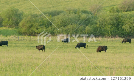 Scenic Cattle Grazing in a Lush Green Meadow Surrounded by Beautiful Hills and Nature Scenic Cattle Grazing in a Lush Green Meadow Surrounded by Beautiful Hills and Nature 127161299