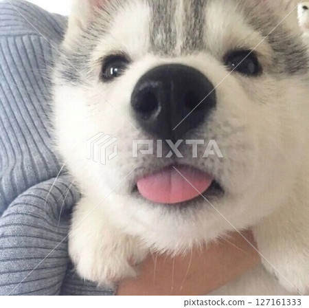 A cute Siberian husky with a pink tongue 127161333
