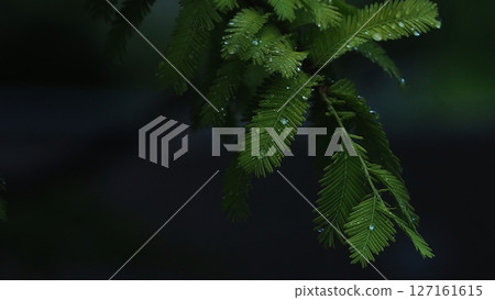 Rainy season scenery, rain-soaked fern leaves Rainy season scenery, rain-soaked fern leaves 127161615
