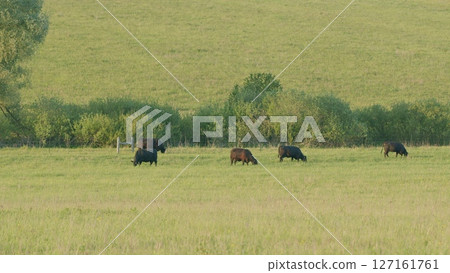 A Serene and Picturesque Pastoral Scene Featuring Cows Grazing in a Green Meadow A Serene and Picturesque Pastoral Scene Featuring Cows Grazing in a Green Meadow 127161761