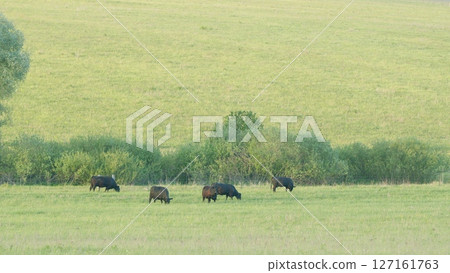 A Serene and Picturesque Pastoral Scene Featuring Grazing Cattle in Wide Open Fields 127161763