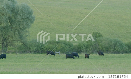 A Serene Pasture with Grazing Cattle Set in an Expansive and Lush Green Landscape A Serene Pasture with Grazing Cattle Set in an Expansive and Lush Green Landscape 127161764