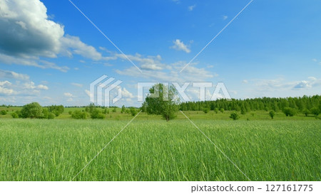 A Lush, Green Field Blossoms Beneath a Bright, Blue Sky, Inviting Exploration and Relaxation 127161775