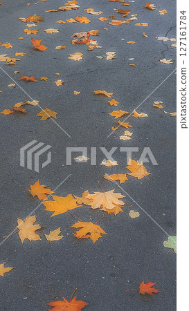 Orange and yellow autumn leaves scattered across asphalt create natural seasonal pattern. Blurry fall background 127161784