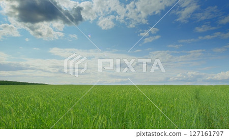 A Lush Green Field Sprawling Under a Beautifully Bright Sky Filled with Fluffy Clouds A Lush Green Field Sprawling Under a Beautifully Bright Sky Filled with Fluffy Clouds 127161797