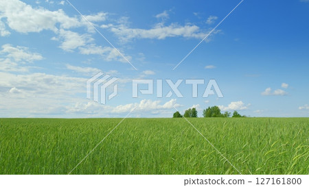 Lush, beautiful green fields stretch out perfectly under a clear, bright blue sky overhead Lush, beautiful green fields stretch out perfectly under a clear, bright blue sky overhead 127161800