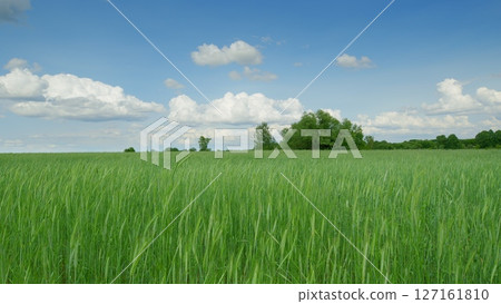 A Lush Green Field Spread Out Beneath a Radiant Bright Blue Sky, Perfect for Enjoyment 127161810