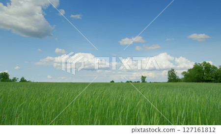 A Beautiful Lush Green Field Spreading Under a Clear Blue Sky with Fluffy White Clouds 127161812