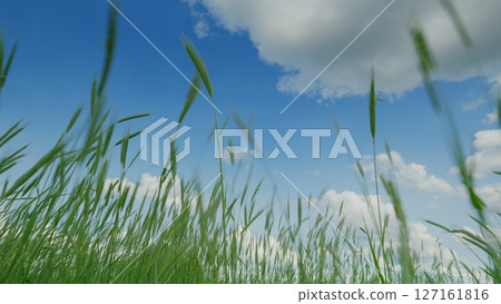 A Beautiful Scene of Serene Green Grass Spreading Beneath a Clear and Bright Blue Sky A Beautiful Scene of Serene Green Grass Spreading Beneath a Clear and Bright Blue Sky 127161816