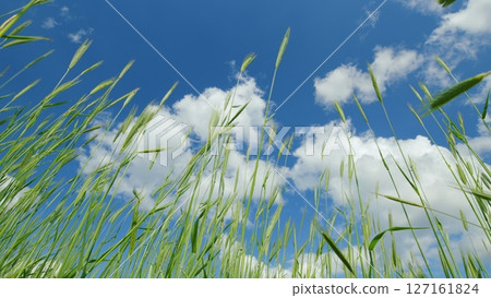 Lush, Vibrant Green Grass Sprawled Under a Bright Blue Sky Adorned with Fluffy White Clouds 127161824