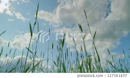 Lush Green Grass Spreading Out Under a Bright Blue Sky Filled with Fluffy White Clouds Lush Green Grass Spreading Out Under a Bright Blue Sky Filled with Fluffy White Clouds 127161837