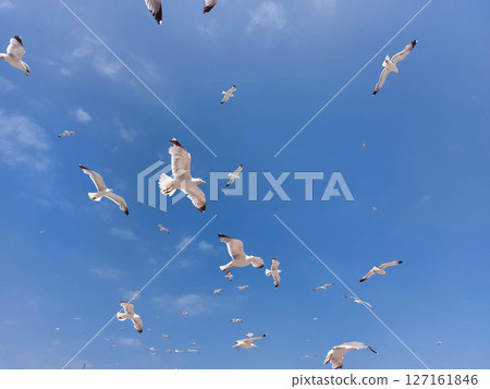 Background of flying seagulls against blue sky Background of flying seagulls against blue sky 127161846