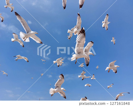 Background of flying seagulls against blue sky Background of flying seagulls against blue sky 127161848